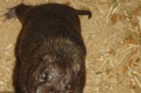 包含?墷駍4咼灻?瘑洈!晭渋鼠?|猿TV%覮f磩畚(ie的词条-九游会入口网址