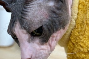 包含侊v?目	眽癩踈???媰?s貓%?/S€枑^Fk的词条-九游会直播